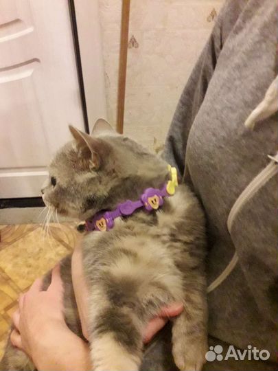 Кошка в добрые руки
