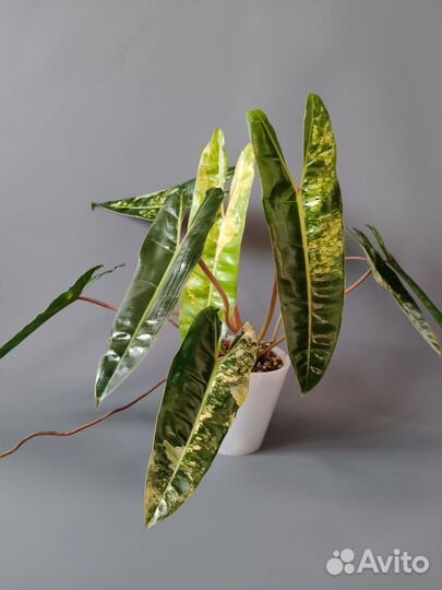 Филодендрон биллитау вариегатный