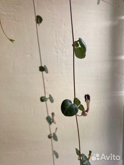 Гинура вариегатная, циссус разноцветный, церопегия