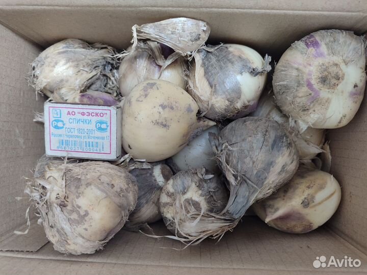 Лук Суворова