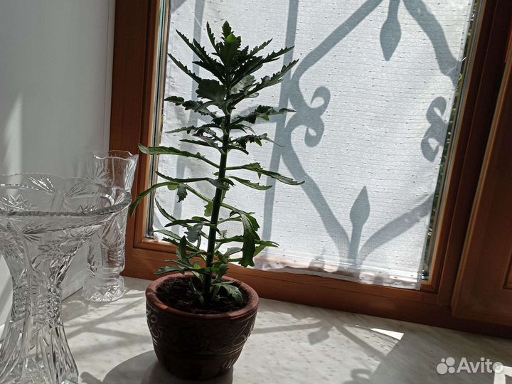 Спатифиллум, каланхое, столетник