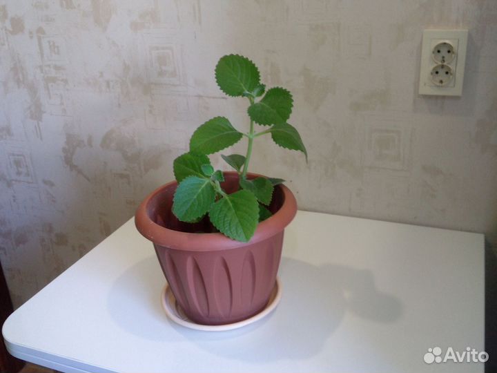 Комнатные растения цветы мята мелисса рассада