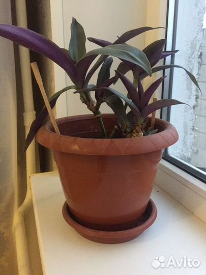 Комнатные цветы