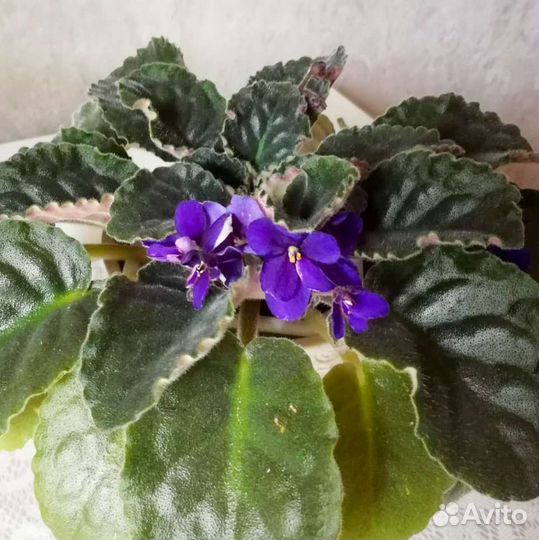 Фиалки цветущие розовая и фиолетовая