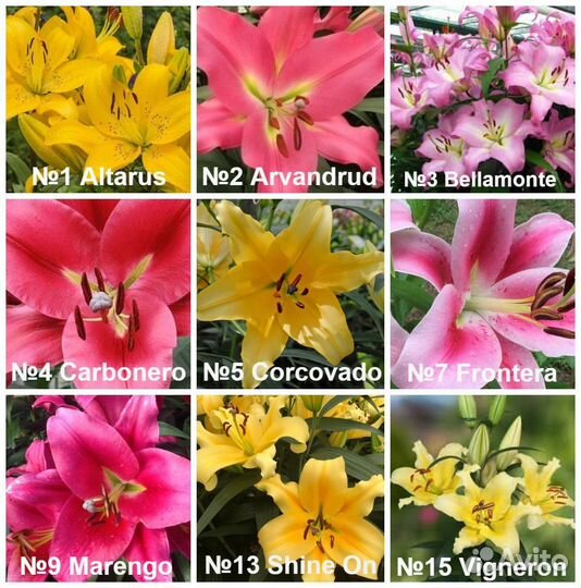 Лилия луковицы