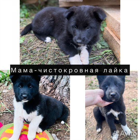 Щенки в добрые руки