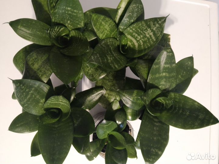 Сансевиерия