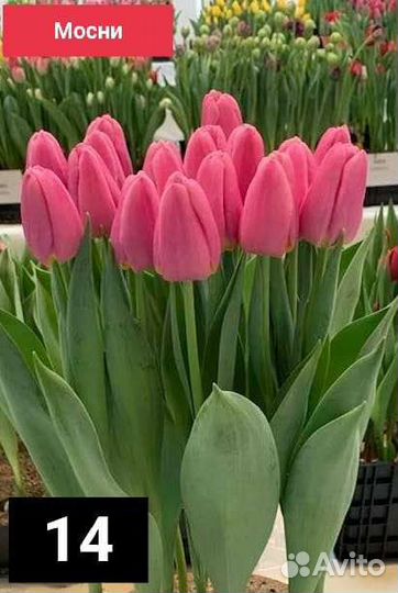 Луковицы тюльпанов и луковицы гладиолусов