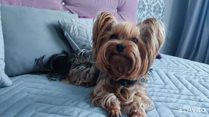 Йоркширский терьер