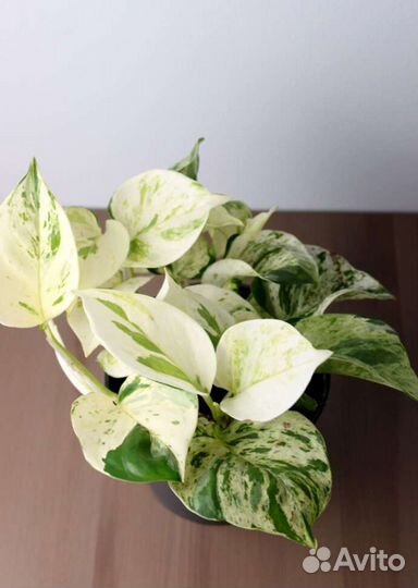 Рео Эпипремнум