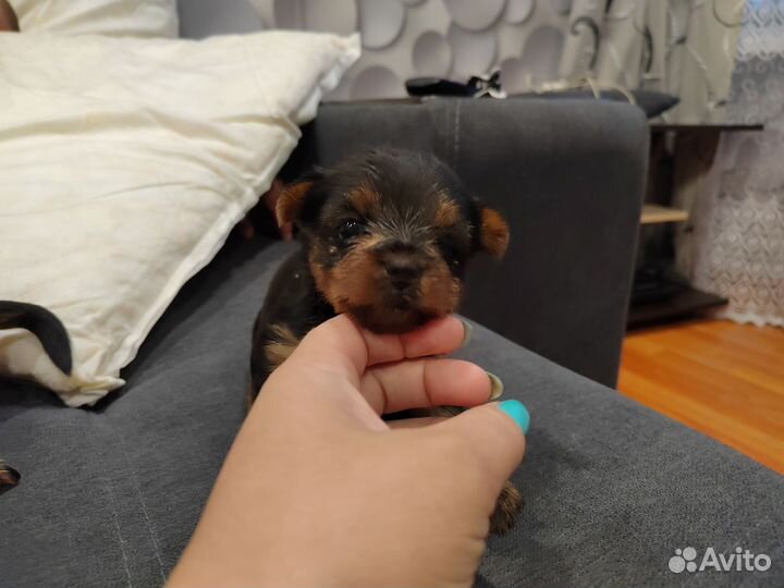 Йоркширский терьер щенки девочки и мальчик