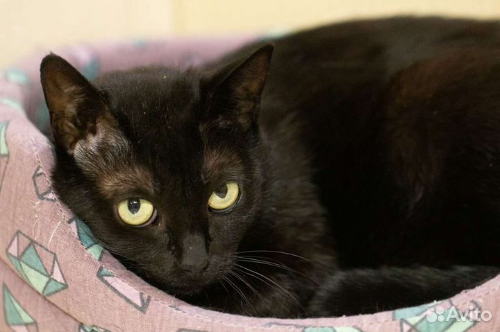 Добрая Хори в дар