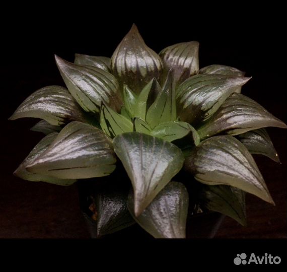Haworthia Atrofusca Mutant