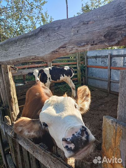 Продам телят