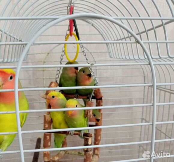 Птенцы попугая неразлучника