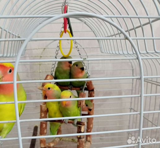 Птенцы попугая неразлучника