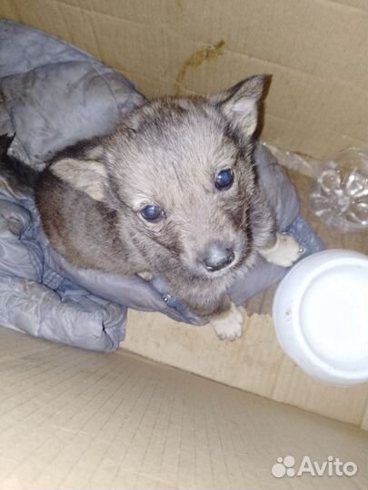 Щенок в добрые руки бесплатно (девочка)