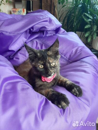 Котята мейн-кун