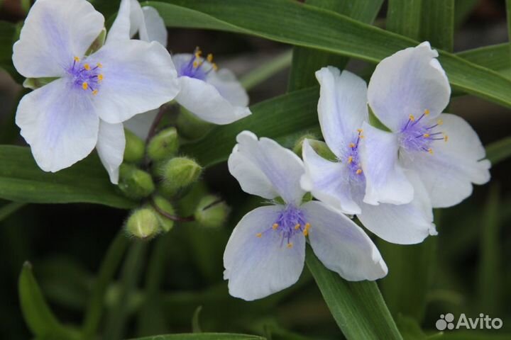 Традесканция садовая