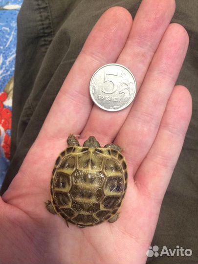 Черепашки домашнего разведения малыши