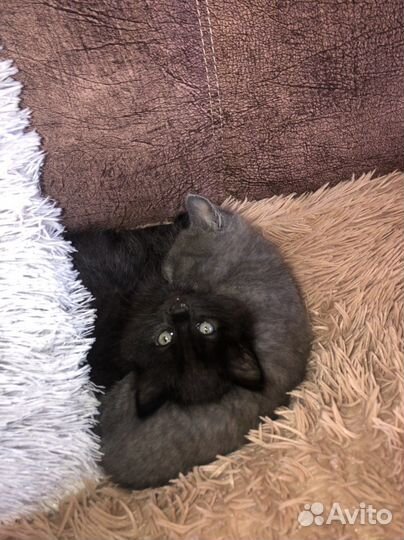 Черный котенок в добрые руки