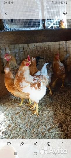 Молодые петушки