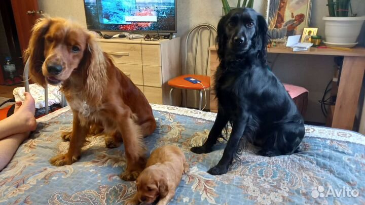 Русский охотничий спаниель