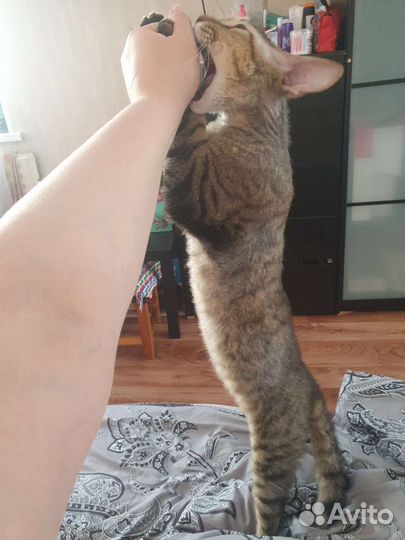 Отдам кота (кастрирован)