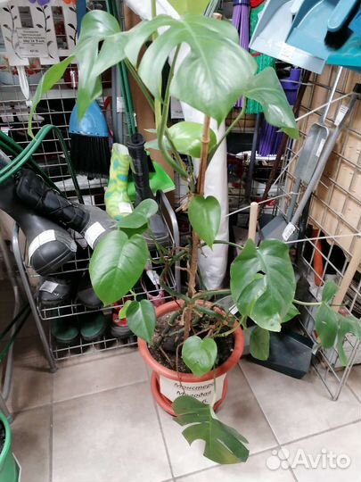 Монстера, фикус, замиокулкас