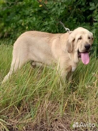 Щенок испанского мастифа