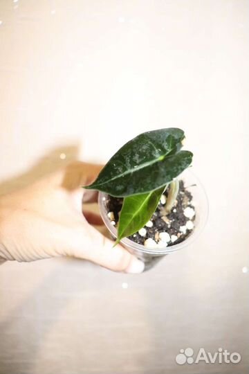 Алоказия Полли