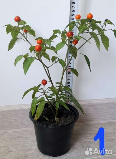 Перец комнатный острый