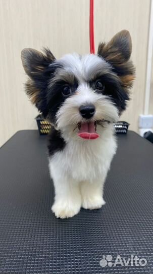 Бивер йорк вязка