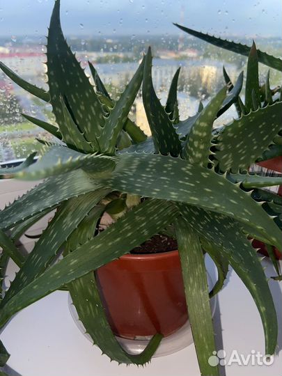 Алоэ лечебный