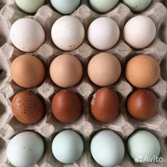 Яйцо на инкубацию