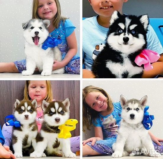 Хаски самыееелучшиееее Щеночки (разные окрасы)