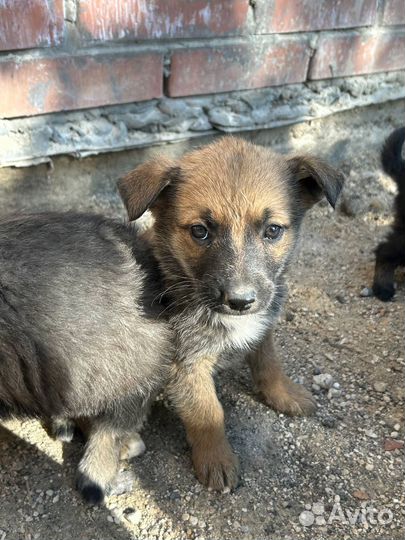Собака в добрые руки немецкая овчарка щенок
