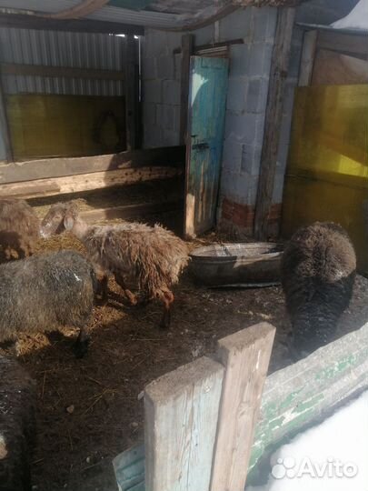 Овцы ягнята