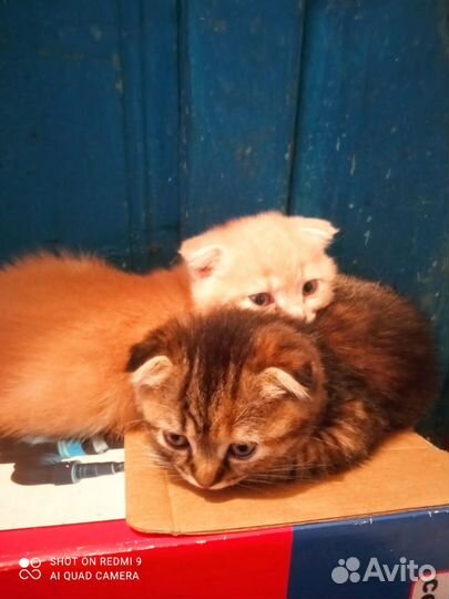 Продам котенка