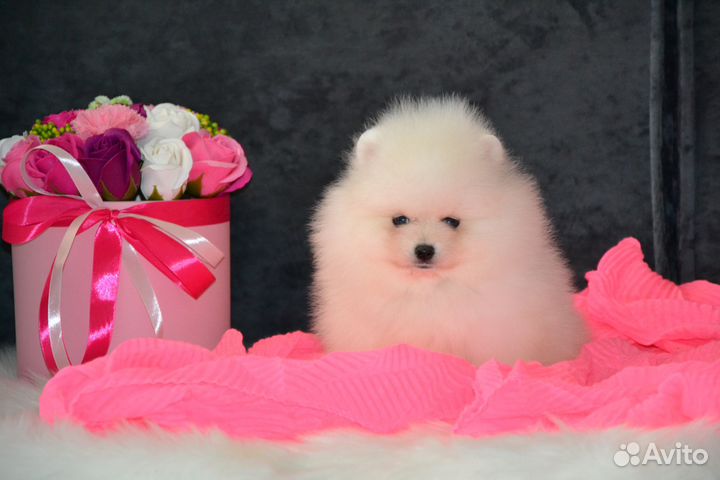 Красивые щенки шпиц