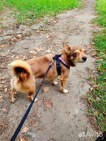 Собака в добрые руки отдам бесплатно