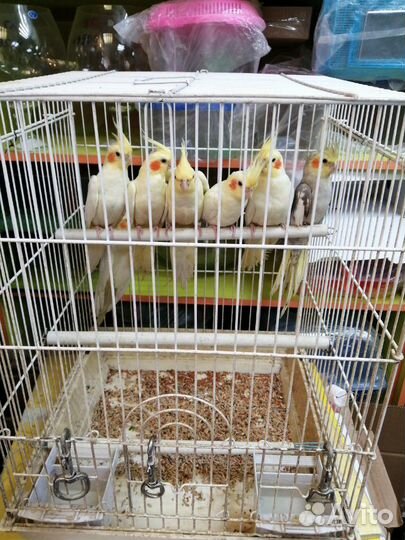 Попугай карелла нимфа, розелла,ручная волна