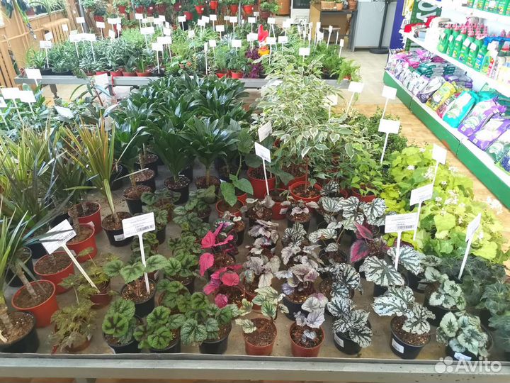 Комнатные цветы