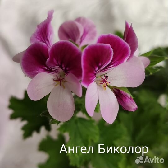 Укорененные черенки королевских пеларгоний