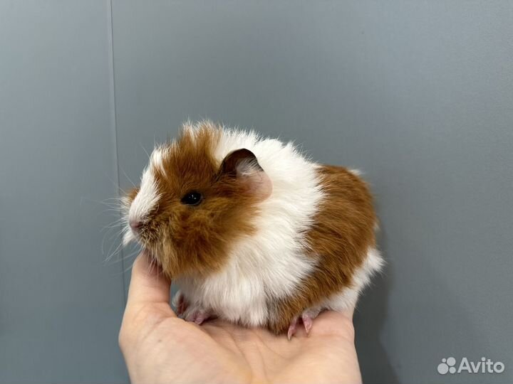 Морские свинки малыши