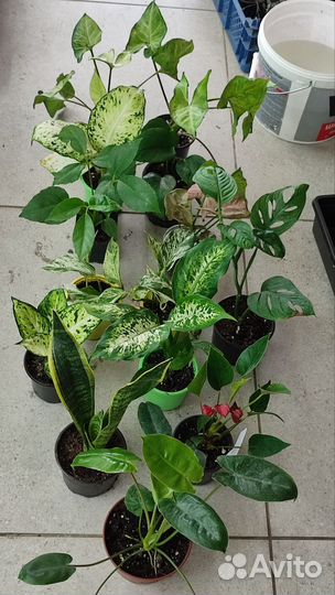 Комнатные цветы