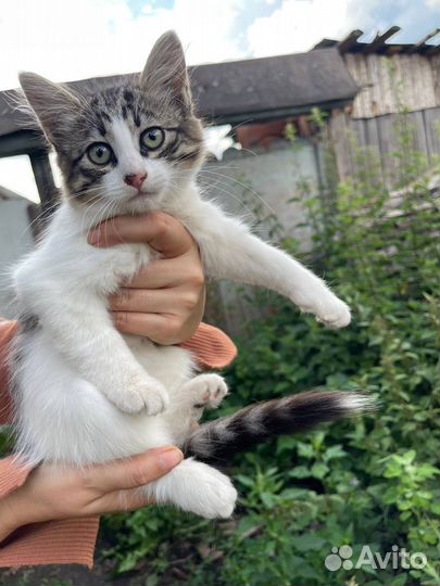 Котята в добрые руки бесплатно