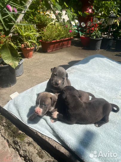 Продам Щенки Амстафа