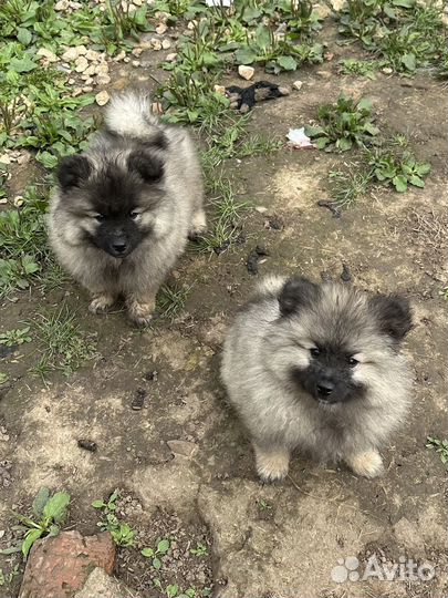 Щенки вольфшпиц/ кеесхонд от чемпиона Америки