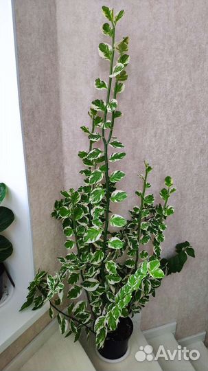 Педилантус